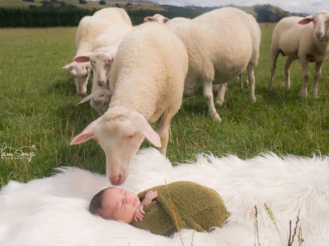 Newborn de Isaac - Nova Zelândia