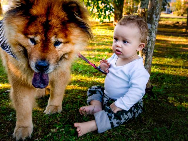 Ensaio Infantil de Ensaio 1 Aninho Dexter