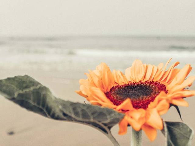 Portrait de Girassol 