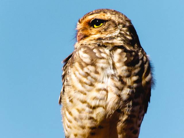 Natureza de Animalia