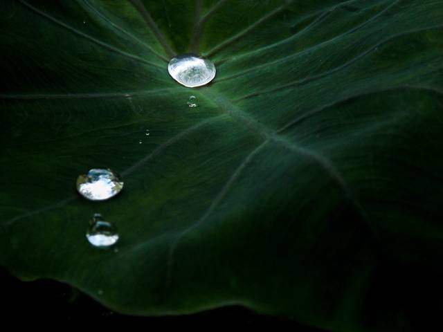 Natureza de Plantasia