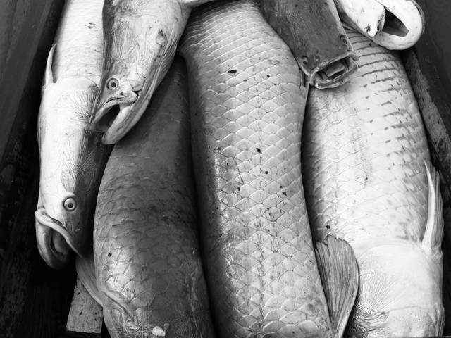 AMAZÔNIA de Manejo do Pirarucu 