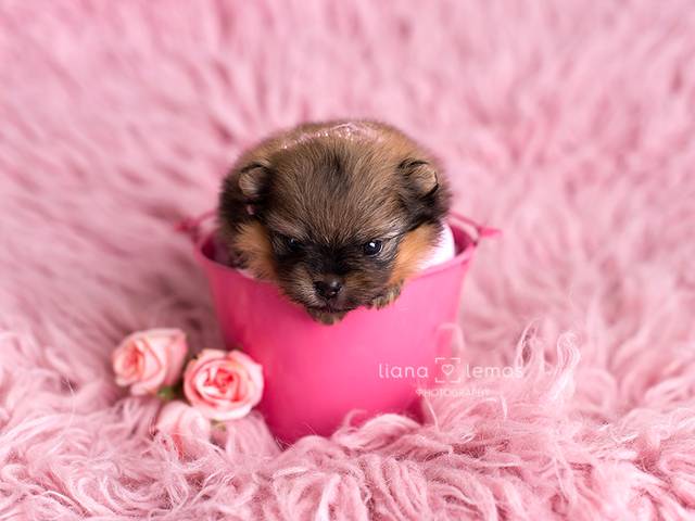 Newborn de Newborn Pet