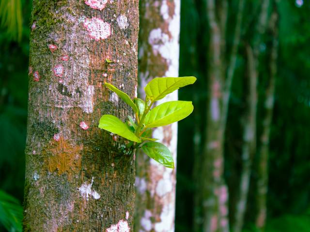 Nature de Aldeia da Folha
