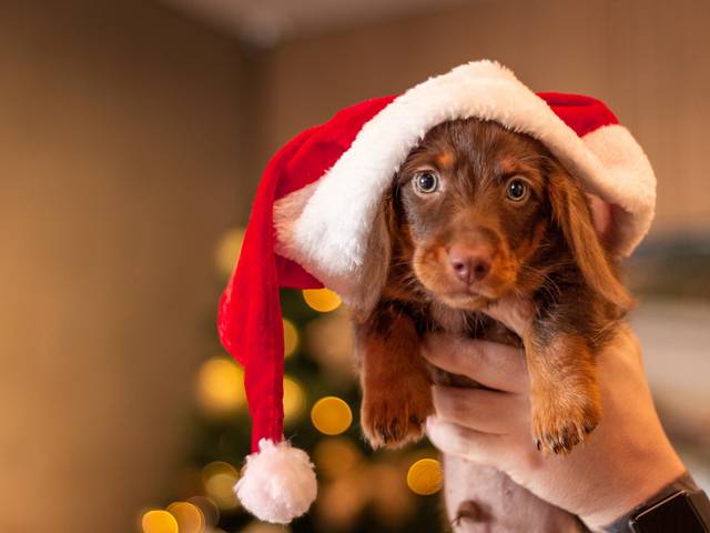 Ensaios de Ensaio de Natal do Maui