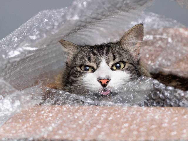 Ensaios de Ensaio do Piche