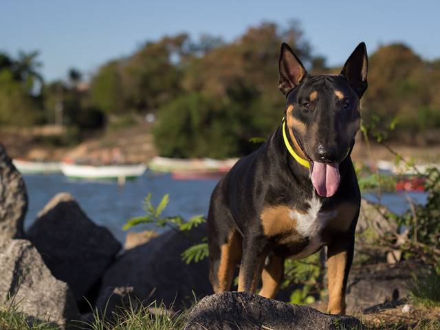 Ensaios Pet de Django 