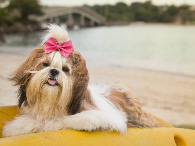 Ensaios Pet de Melsinha Faria