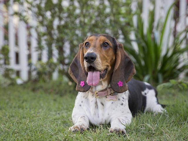 Ensaios Pet de Maya - 1ano