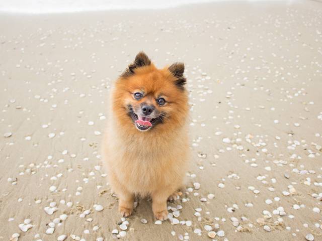 Ensaios Pet de Marley