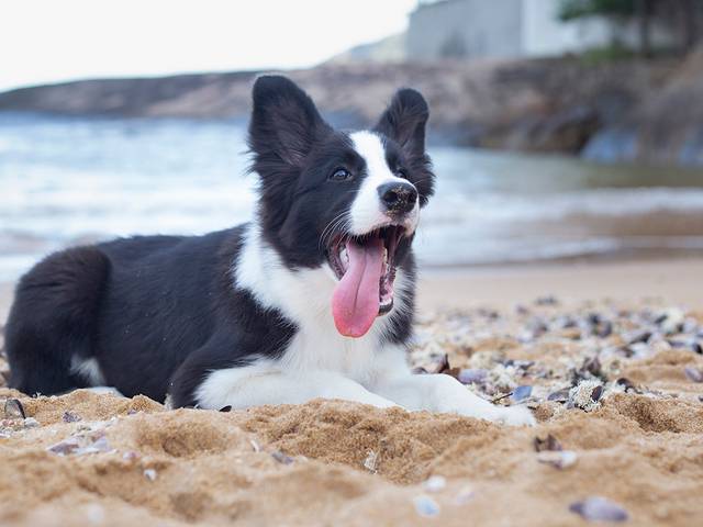 Ensaios Pet de Luck.Bitcão