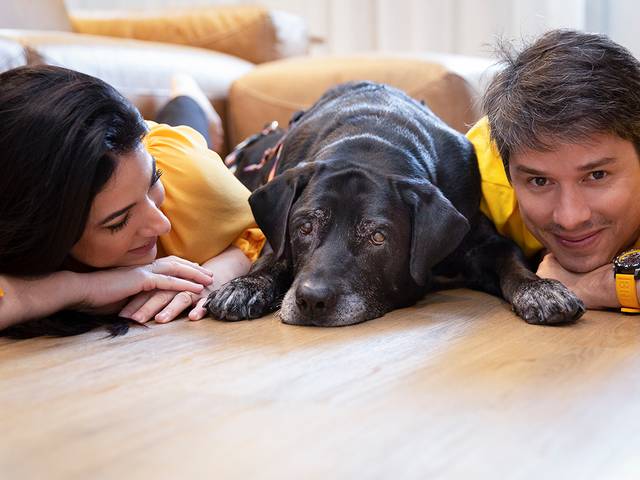 Ensaios Pet de Jack, o labrador