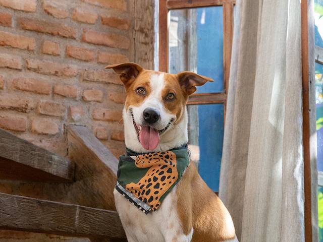 Ensaios Pet de Tião - o SRD mais simpático que você verá hoje! 