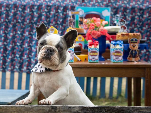 Ensaios Pet de Romeu - 3 anos