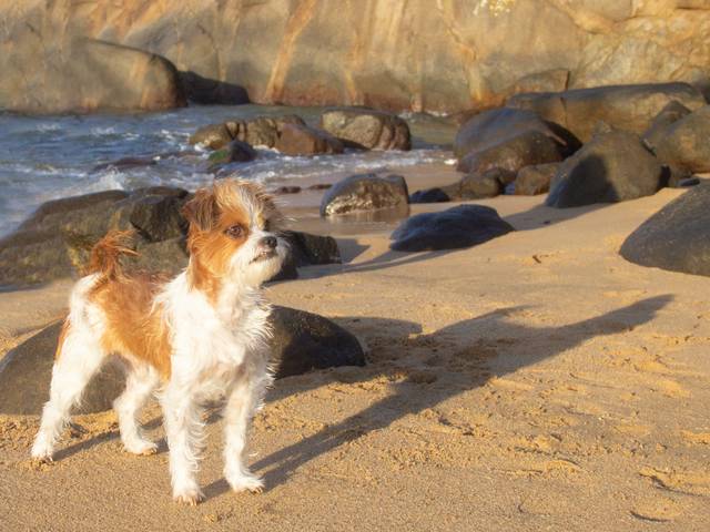 Ensaios Pet de Linguado