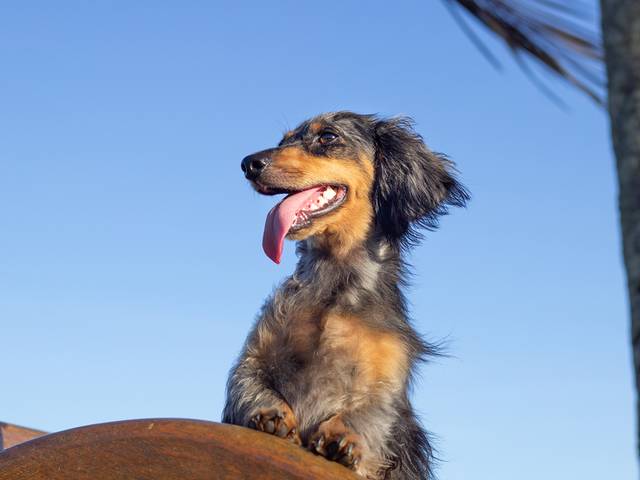 Ensaios Pet de ❤️ Ulrich ❤️