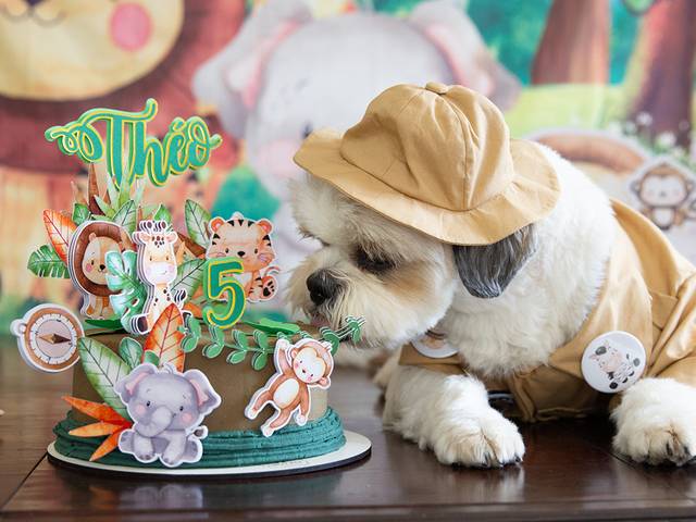 Ensaios Pet de ❤️ Théo 5anos ❤️