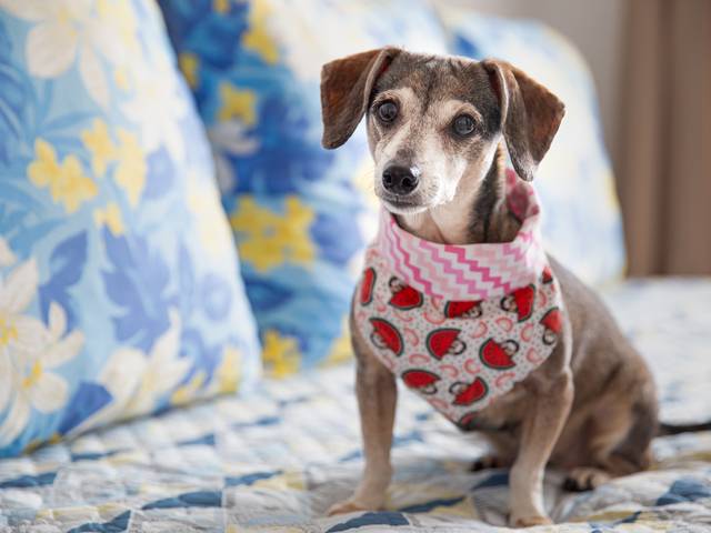 Ensaios Pet de Junia e Lindinha