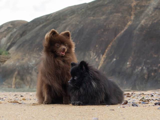 Ensaios Pet de Luke e Leona