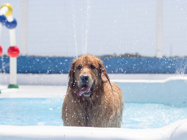 Ensaios Pet de ❤️ Pool Party Oliver - 1 ano❤️