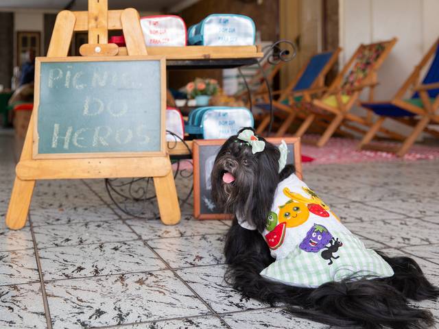 Ensaios Pet de Picninc do Heros - 4 anos