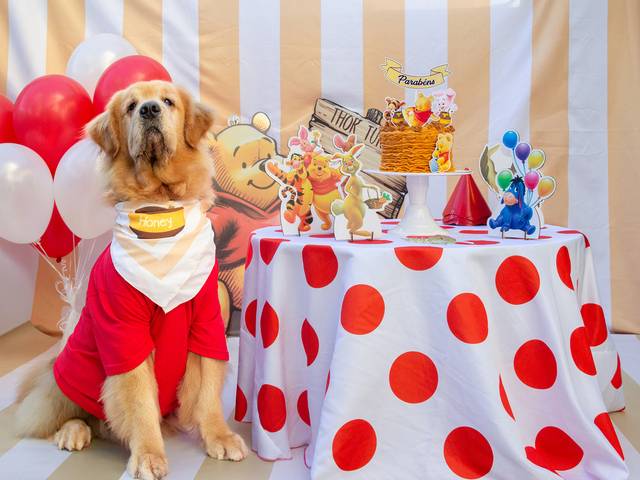 Ensaios Pet de ❤️ Thor 7 anos ❤️