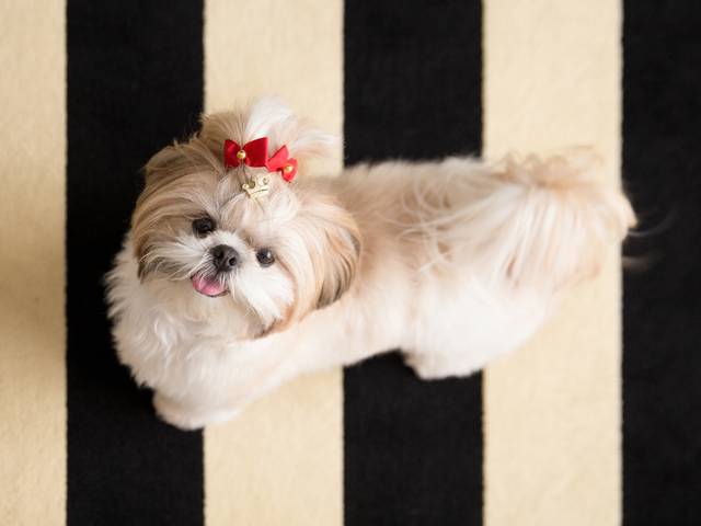 Ensaios Pet de Mon Petit Pet Store - Exposição