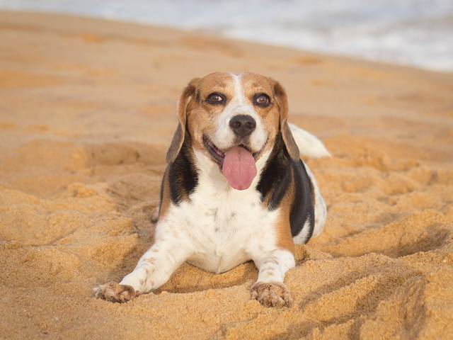 Ensaios Pet de Billy