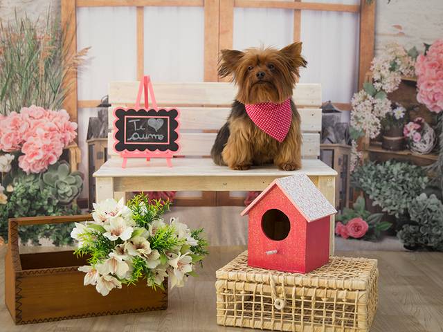 Ensaios Pet de Dia das Mães dos PETS