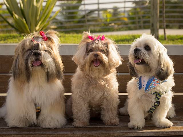 Ensaios Pet de Kiki, Alfredo e Milka