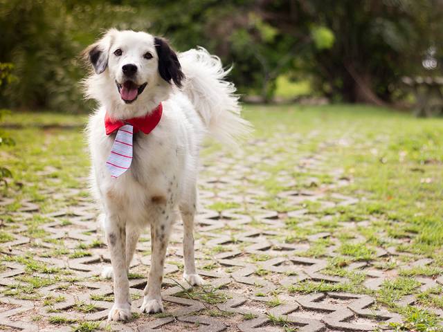 Ensaios Pet de Bento