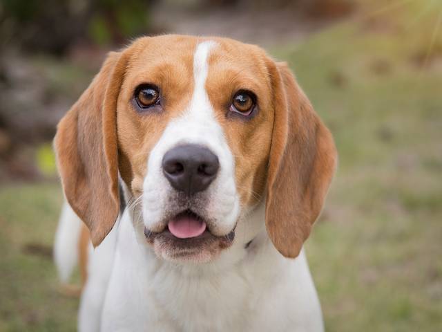 Ensaios Pet de Zeca e Fred