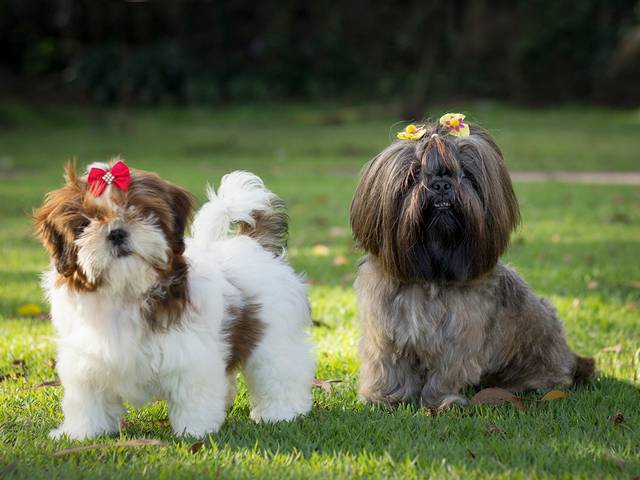 Ensaios Pet de Amora e Cléo