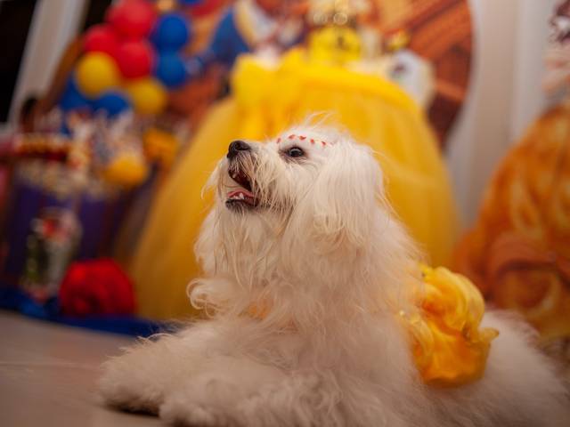 Aniversário Pet de Aniversário 1 ano da bella