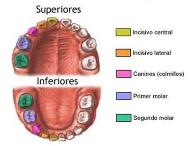 fonoaudiologia de Conhecendo o ciclo do dente decídua