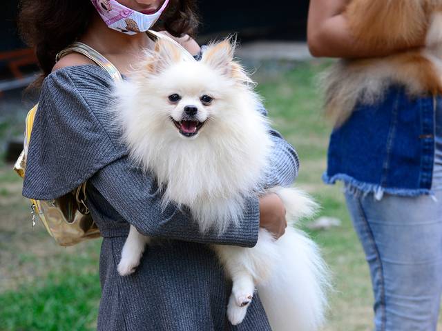 Pets de Canil Vila Real