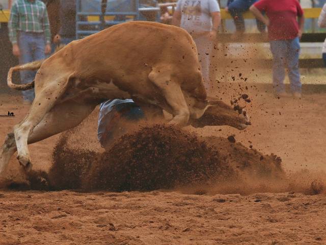 Cavalos de  Steer Wrestling Fernando Pierini Costa