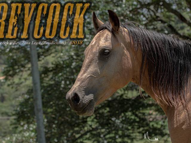 Cavalos de Quarto de Milha CL