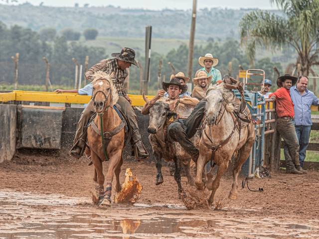 Bulldog  de  Mega Bulldog - Fazenda Bisturi - Vargem Grande do Sul - SP - Brasil