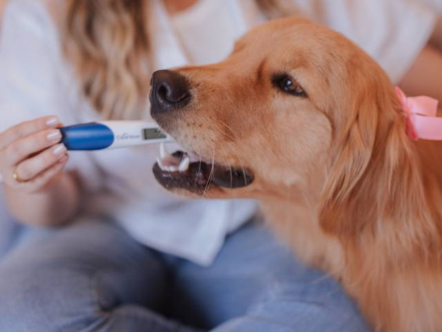 Ensaio Revelação  de Anna Luara e Marcio 