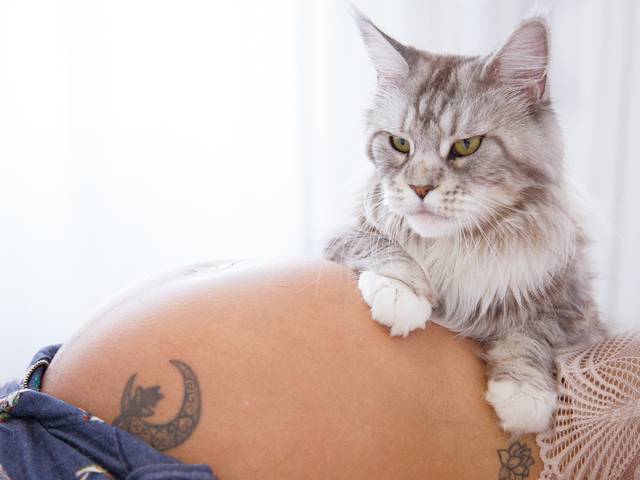 Fotografia de gestante de Ensaio Gestante e Gateira - Ingrid Saraiva