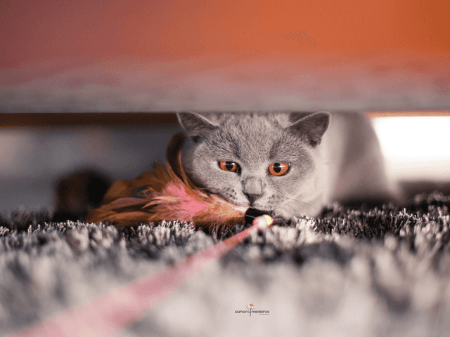 Fotografia pet de Ensaio pet – Carmel