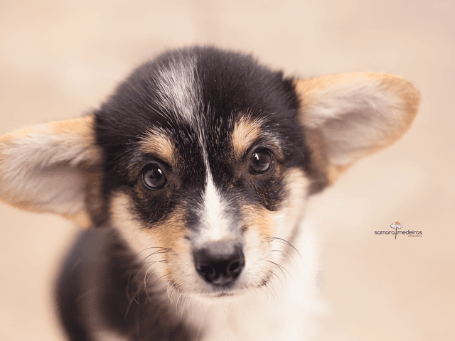 Fotografia pet de Ensaio bebês Corgi – Powerful Machines
