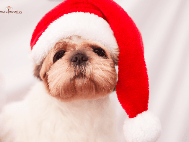 Fotografia pet de Natal pet 2016