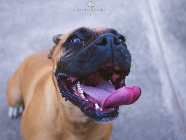 Fotografia pet de Ensaio pet Shakira – Belo Horizonte