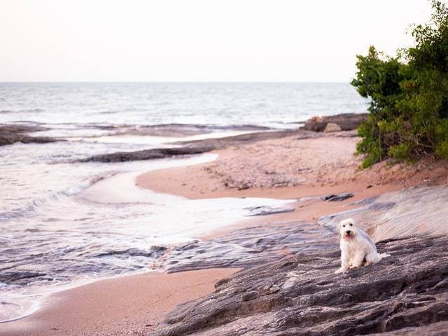 Fotografia pet de Ensaio pet Dino praia