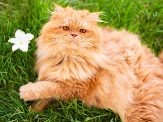 Fotografia pet de Ensaio Guapo, Ringo e Pérola