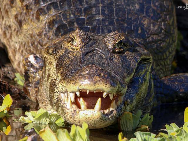 Fotografias de Natureza de PANTANAL