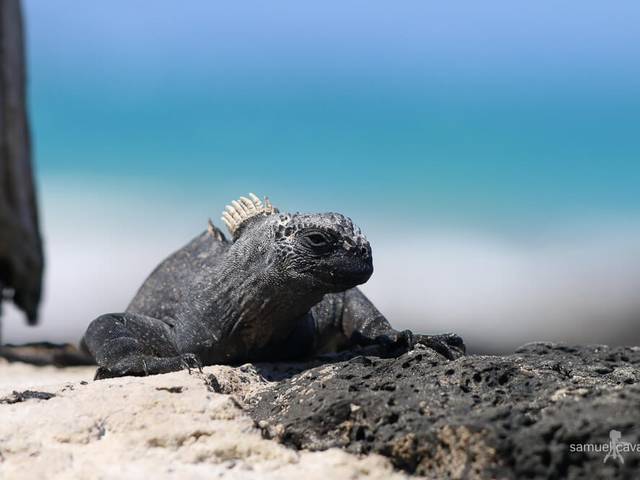 Fotografias de Natureza de GALÁPAGOS