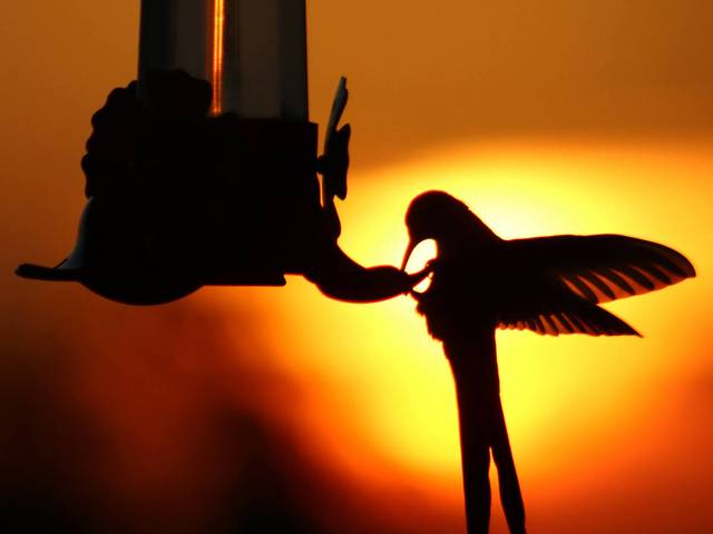 Fotografias de Natureza de PÔR DO SOL